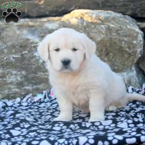 Betty, English Cream Golden Retriever Puppy