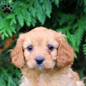 Betty, Cavapoo Puppy
