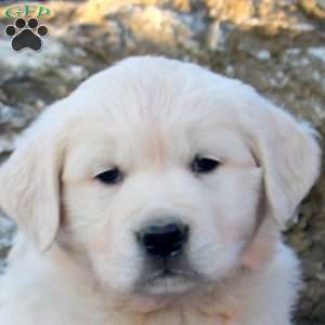 Betty, English Cream Golden Retriever Puppy