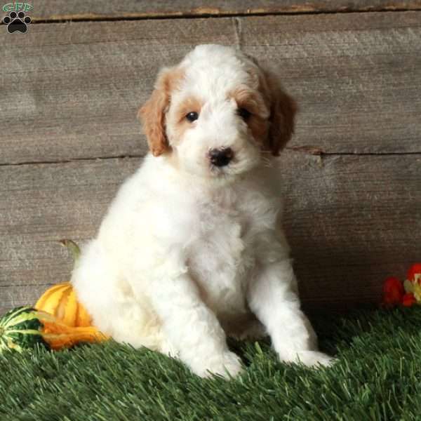 Biff – Moyen, Standard Poodle Puppy