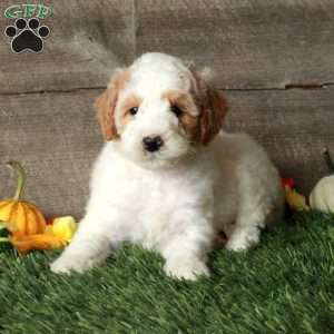 Biff – Moyen, Standard Poodle Puppy