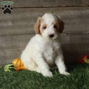 Biff – Moyen, Standard Poodle Puppy