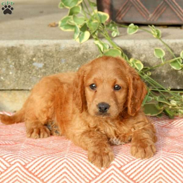 Billy, Mini Labradoodle Puppy