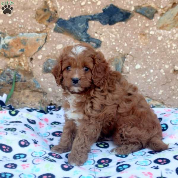 Billy, Cavapoo Puppy