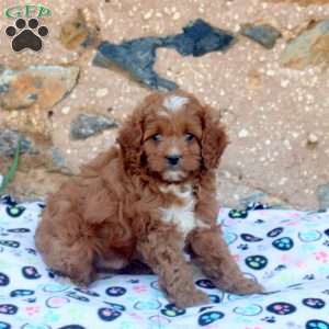 Billy, Cavapoo Puppy
