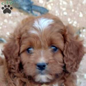 Billy, Cavapoo Puppy