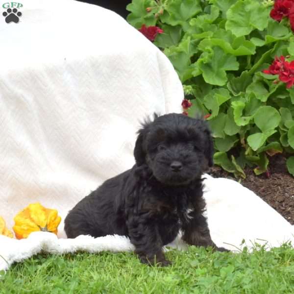 Bindi, Mini Whoodle Puppy