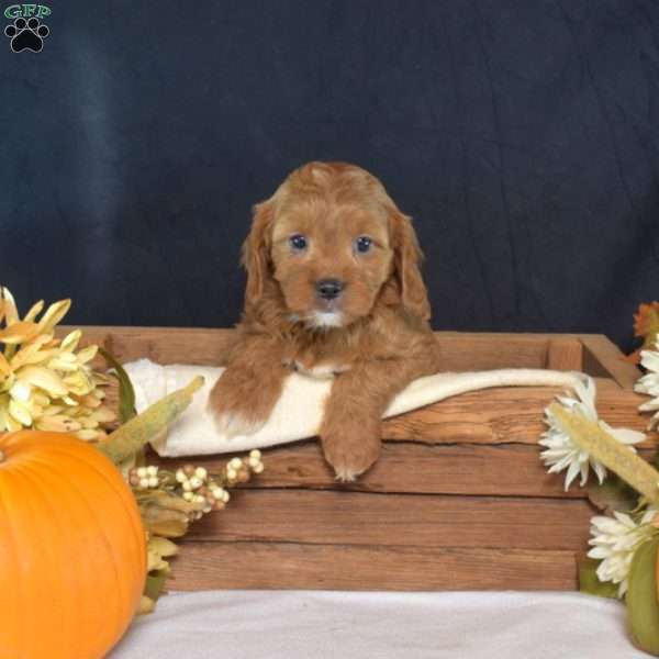 Bindi, Cavapoo Puppy