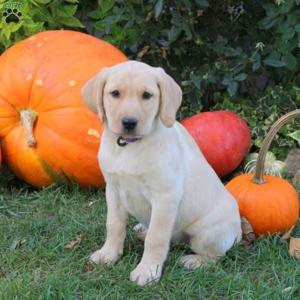 Bindi, Yellow Labrador Retriever Puppy
