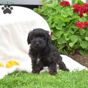 Bindi, Mini Whoodle Puppy