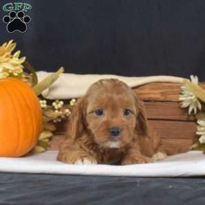 Bindi, Cavapoo Puppy