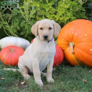 Bindi, Yellow Labrador Retriever Puppy