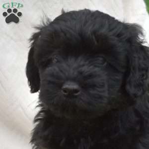 Bindi, Mini Whoodle Puppy