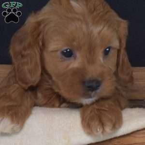 Bindi, Cavapoo Puppy