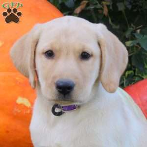 Bindi, Yellow Labrador Retriever Puppy