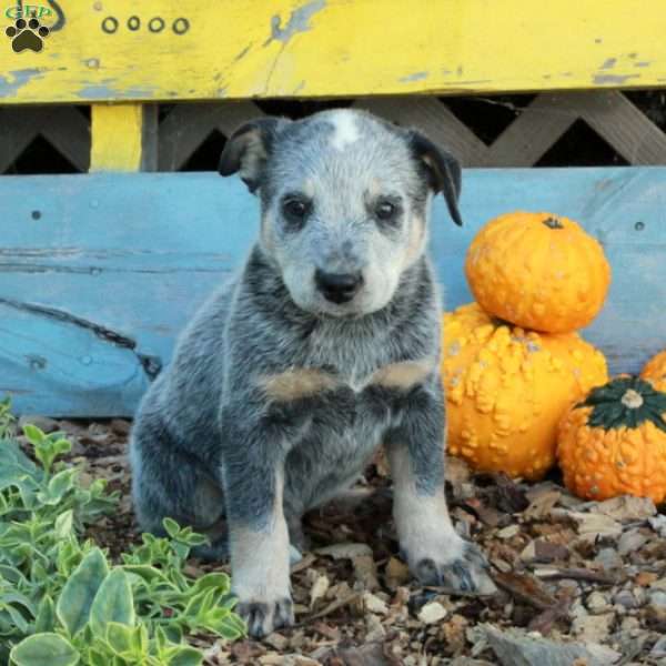 Bingo, Blue Heeler – Australian Cattle Dog Puppy