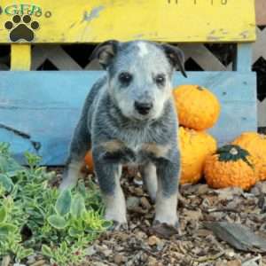 Bingo, Blue Heeler – Australian Cattle Dog Puppy