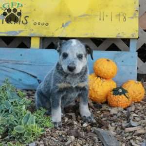Bingo, Blue Heeler – Australian Cattle Dog Puppy