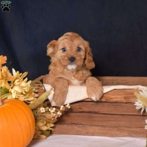 Biscuit, Cavapoo Puppy