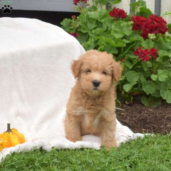 Biscuit, Mini Whoodle Puppy