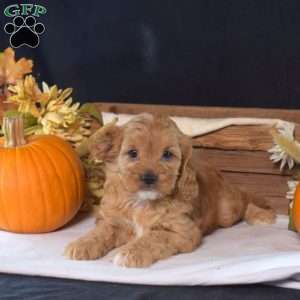Biscuit, Cavapoo Puppy