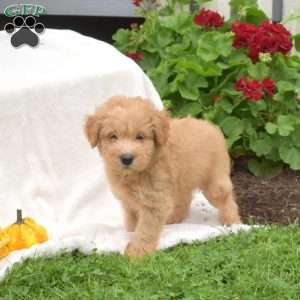 Biscuit, Mini Whoodle Puppy