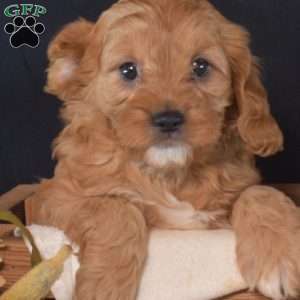 Biscuit, Cavapoo Puppy