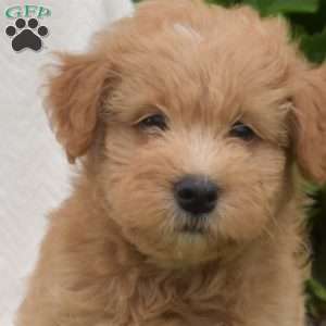 Biscuit, Mini Whoodle Puppy