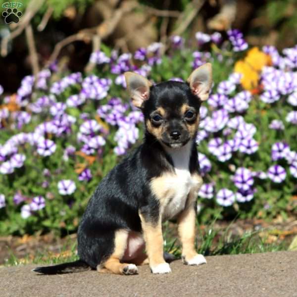 Midnight, Chihuahua Puppy