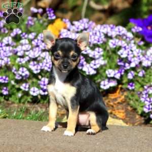 Midnight, Chihuahua Puppy