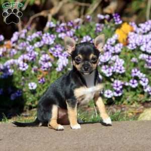 Midnight, Chihuahua Puppy