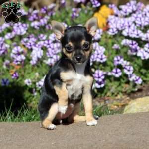 Midnight, Chihuahua Puppy