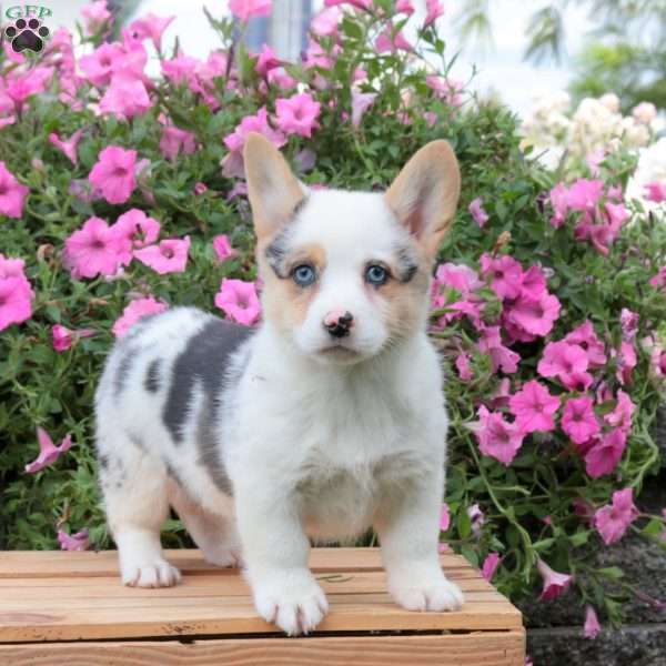 Blair, Pembroke Welsh Corgi Puppy