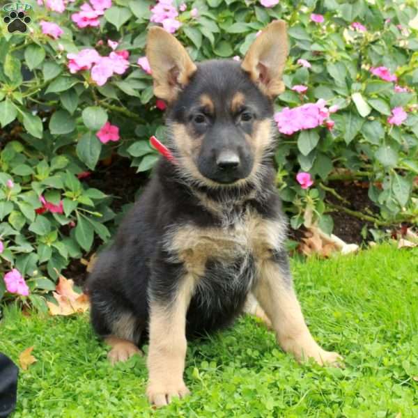 Blair, German Shepherd Puppy