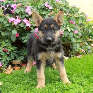 Blair, German Shepherd Puppy