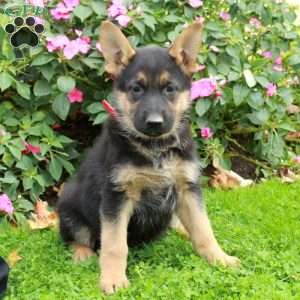Blair, German Shepherd Puppy