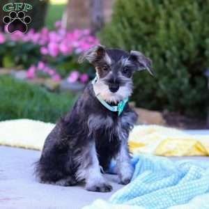 Blake, Miniature Schnauzer Puppy