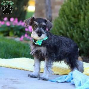 Blake, Miniature Schnauzer Puppy