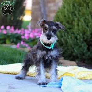 Blake, Miniature Schnauzer Puppy