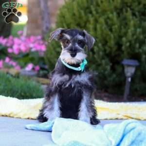 Blake, Miniature Schnauzer Puppy