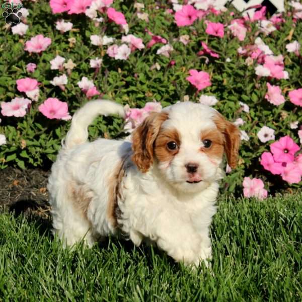 Blake, Cavapoo Puppy
