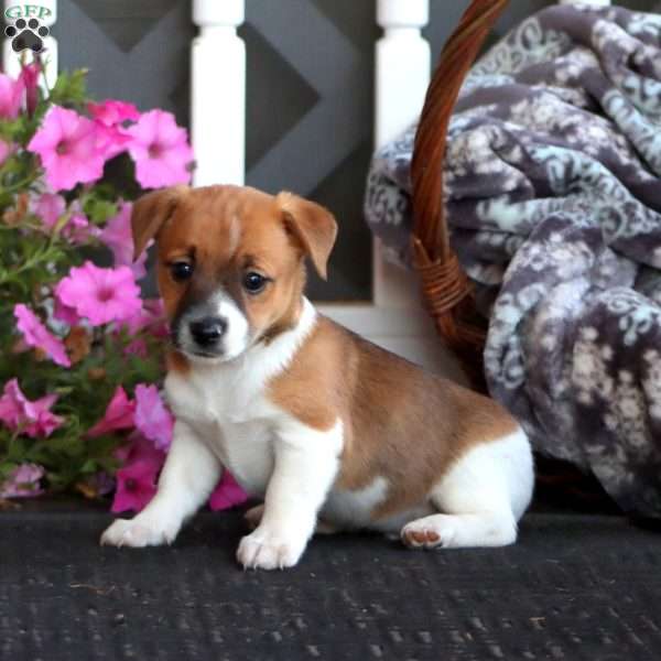 Blake, Jack Russell Mix Puppy
