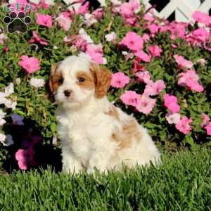Blake, Cavapoo Puppy