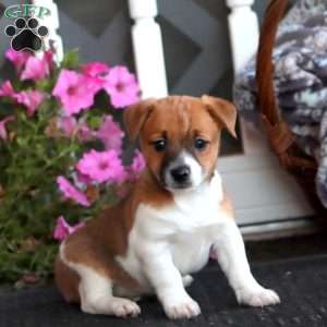 Blake, Jack Russell Mix Puppy