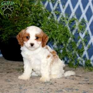 Blake, Cavapoo Puppy