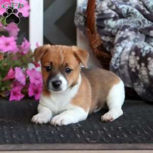 Blake, Jack Russell Mix Puppy