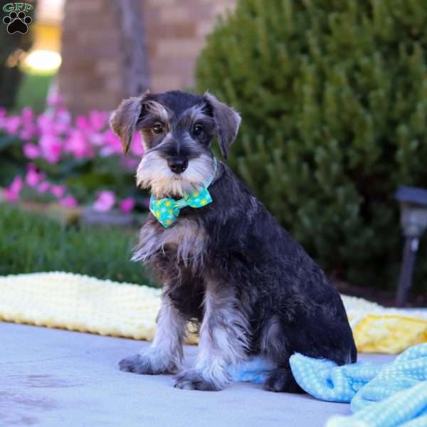 Blake, Miniature Schnauzer Puppy