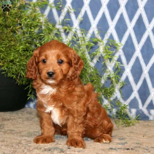 Blaze, Cavapoo Puppy