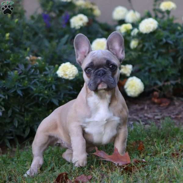 Blue Bell, French Bulldog Puppy