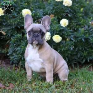 Blue Bell, French Bulldog Puppy